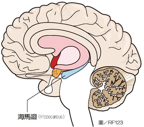 海馬迴再生|成年人大腦的神經細胞，是否真如過去認為的「不可再。